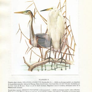 1962 Great egret & purple heron bird art for vintage wading bird decor. White water bird print gifts for bird nerds by Barruel - Cabincore Bild 1