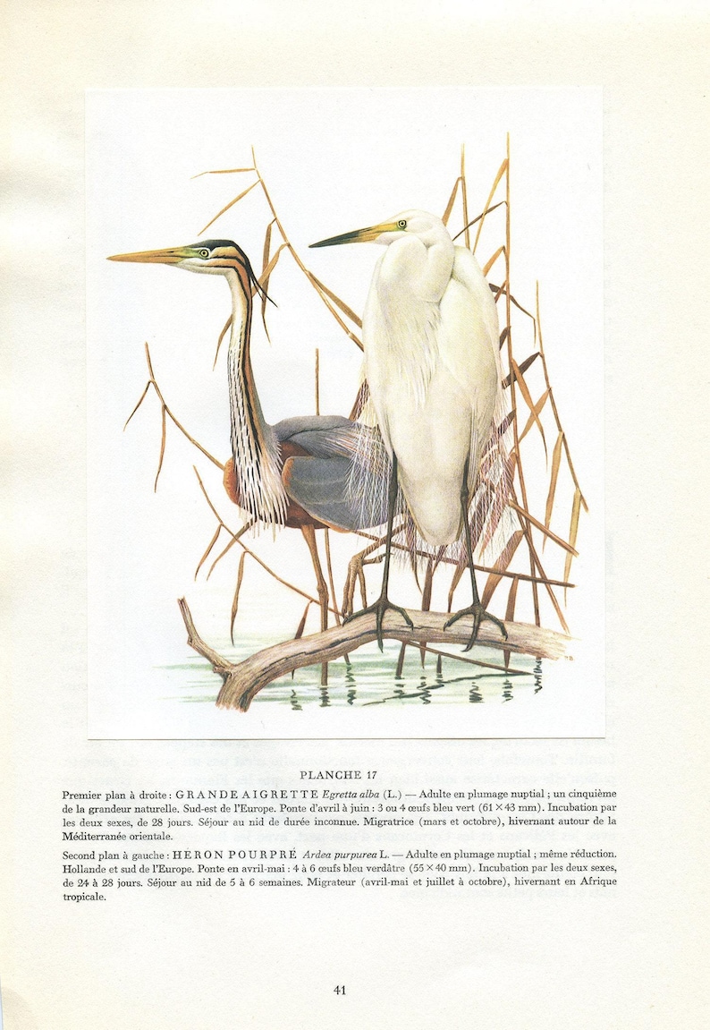 1962 Great egret & purple heron bird art for vintage wading bird decor. White water bird print gifts for bird nerds by Barruel - Cabincore Bild 1