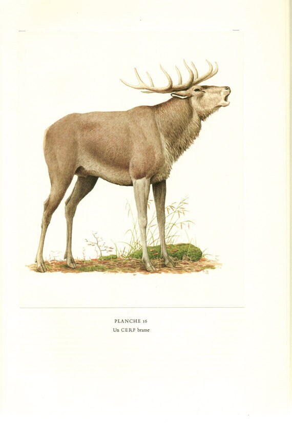1970 Vintage Illustration Cerf Male Image de Cerf Illustration Animalière Déco Nature Cadeau Mammifè