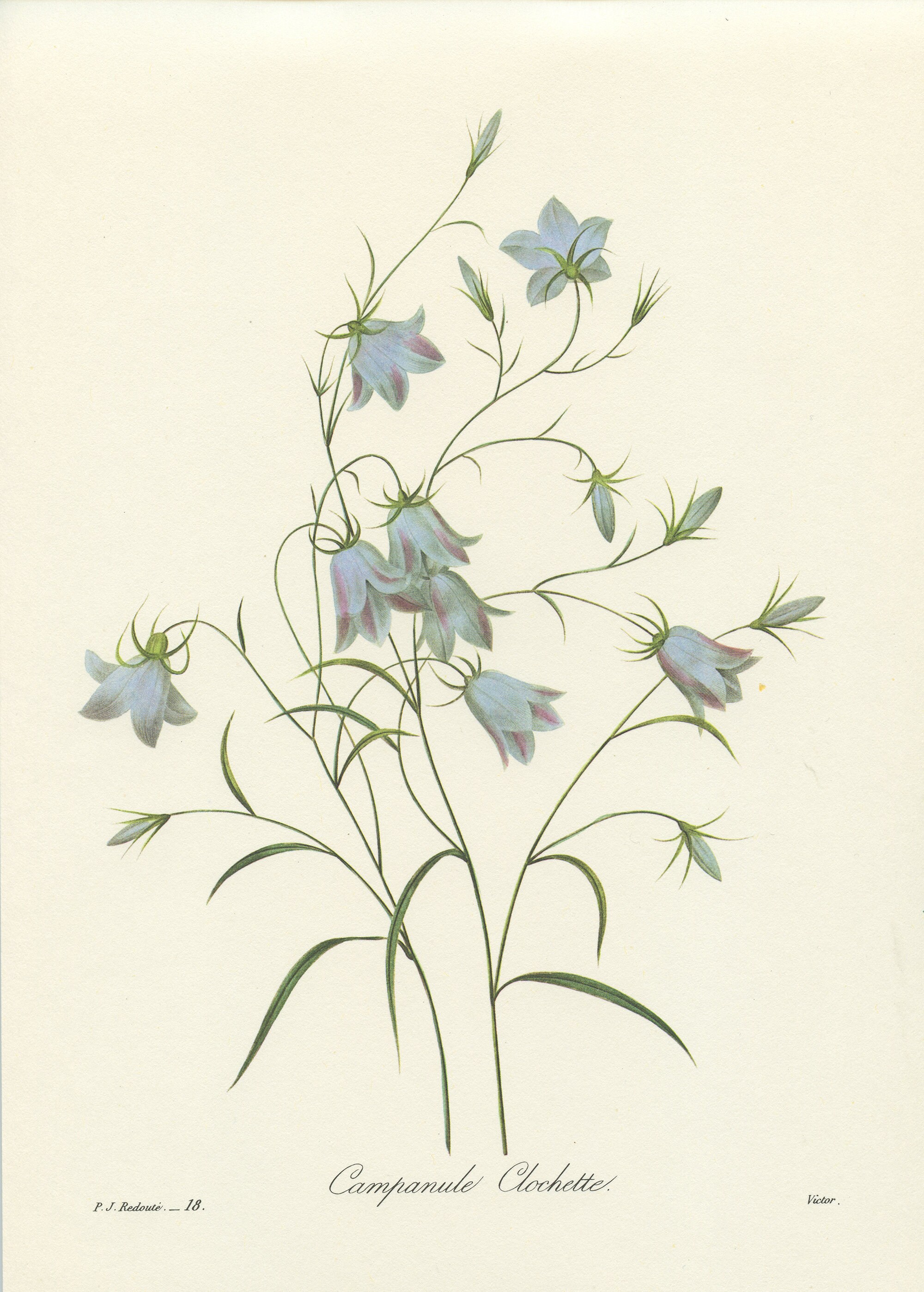 1986 Illustration Botanique de Campanule Clochette Par Pierre-Joseph Redouté Deco Florale Cuisine Vi