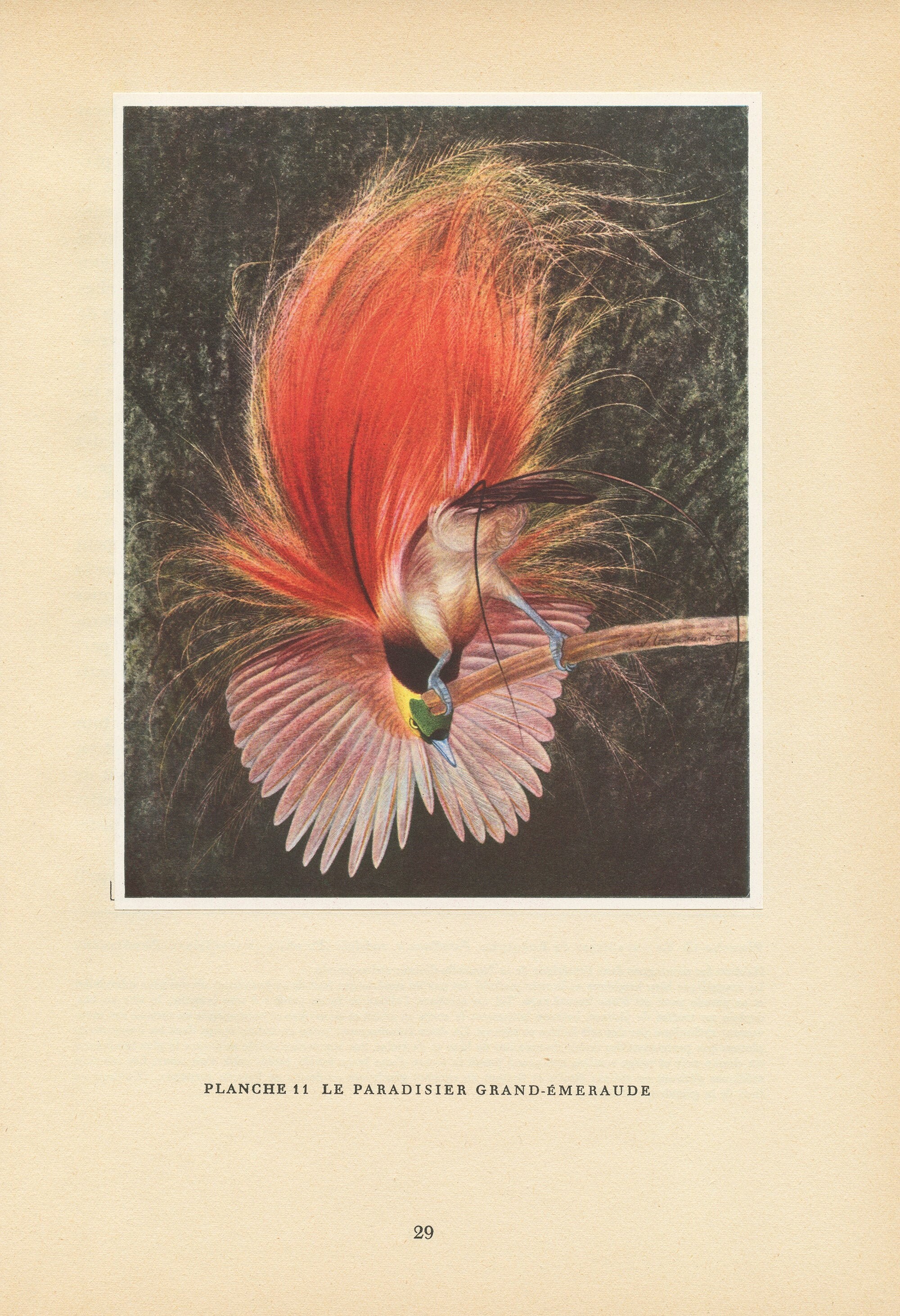 Illustration de Paradisier Grand-Emeraude 1961 Vintage. Illustration Rétro d'oiseau Tropical. Décora