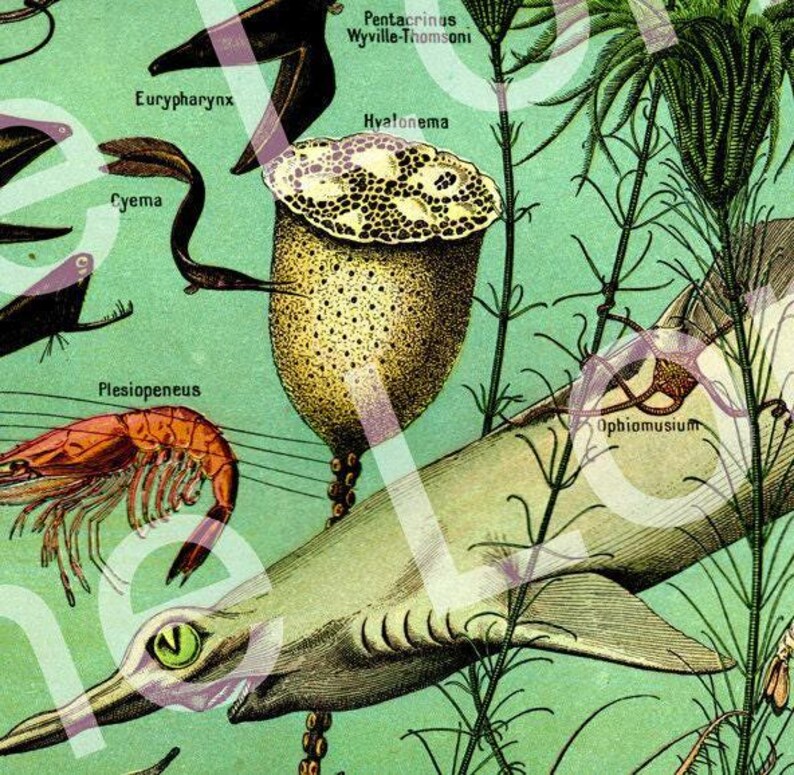 1922 Sea life art print. Vintage fish print, small fish poster, ocean gifts, marine gift, scuba gifts, gift for ocean lover, oceanographer bild 4