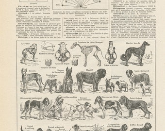 1948 Dog poster breeds chart list. Vintage Dog gift. Veterinarian teacher gift. Dog decor for groomer, pet lover. Dog lover gifts vet