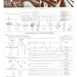 1936 Mushrooms print, vintage mushroom chart for cottagecore kitchen decor, Forest Mushroom art, cabincore woodland botanical illustration image 3