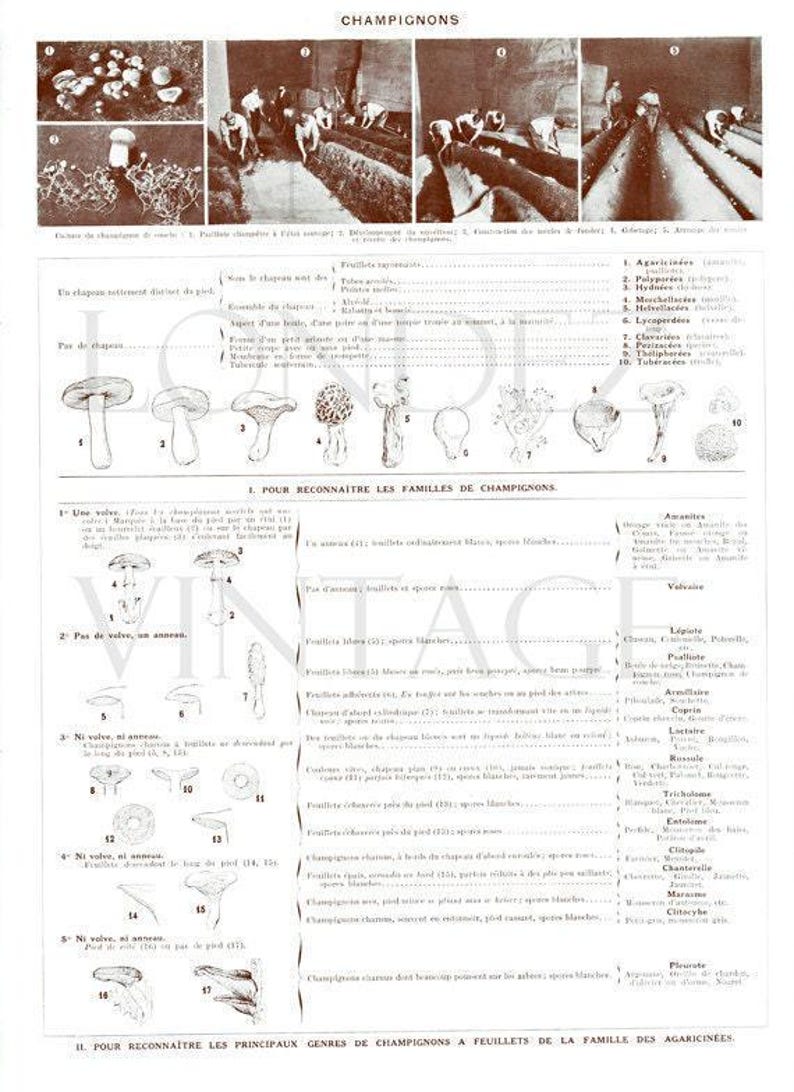 1936 Mushrooms print, vintage mushroom chart for cottagecore kitchen decor, Forest Mushroom art, cabincore woodland botanical illustration image 3