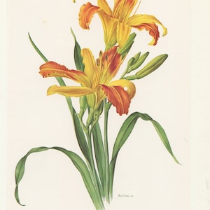 Yellow daylily botanical print from 1964. Small vintage lilies poster, lily flower print, Vintage botanical art, Cottage home decor country