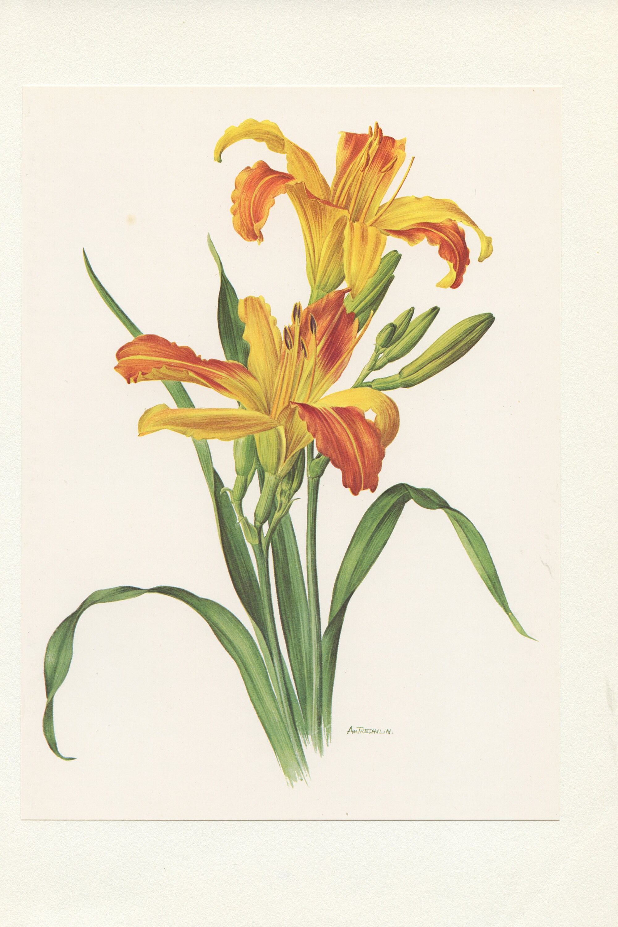 1964 Illustration Botanique d'hémérocalle Hybride Jaune Vintage. Patite Affiche Poster de Lis Aquare