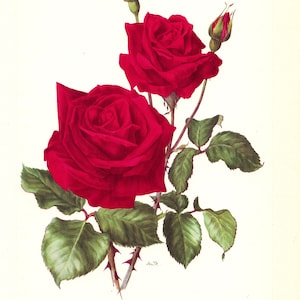 1962 Ena Harkness Vintage Red Rose print for floral home decor. English Botanical garden Rose poster for French country decor gardener gift