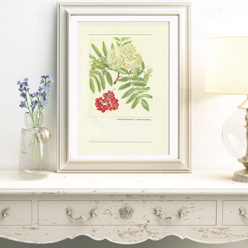 Rowan tree botanical print w/ flower & berries from 1959. Mountain ash Vintage botanical print forest woodland theme home decor Teacher gift image 4