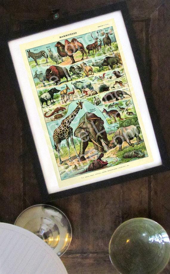 1922 Vintage Mammals Animal Poster. Small French Antique Animal
