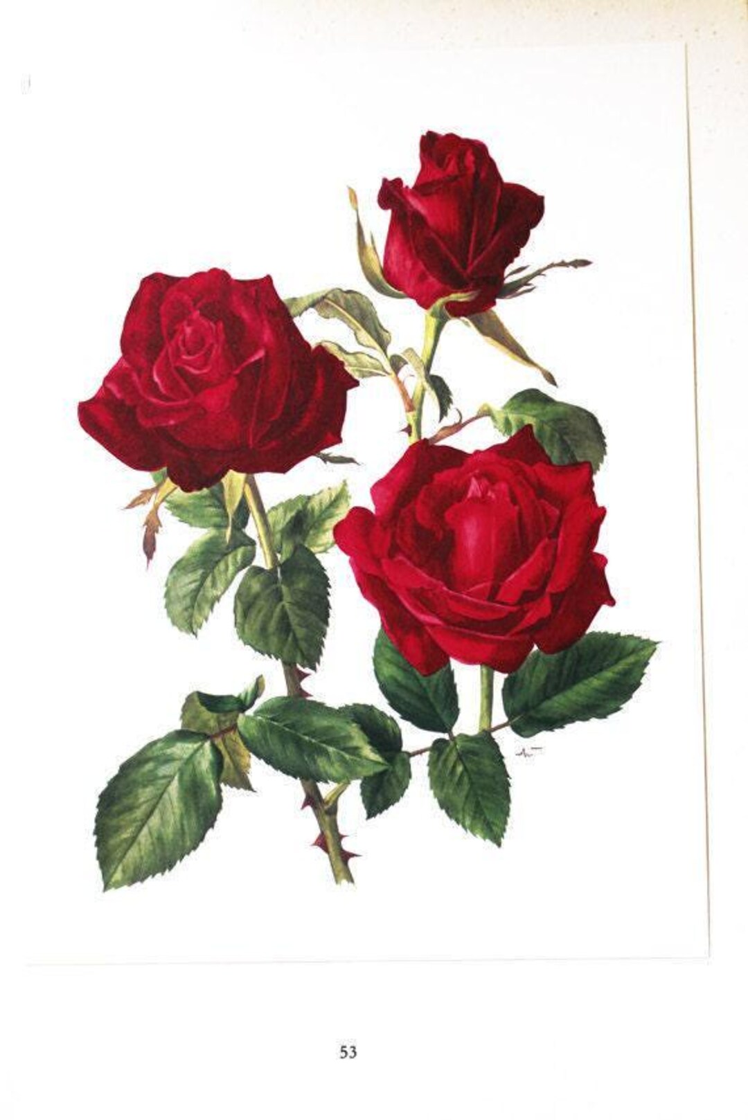 Red Rose Botanical Art 1962 Vintage Red Roses Art Vintage Floral