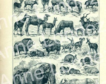 1922 Vintage Mammals Animal Poster. Small French Antique Animal