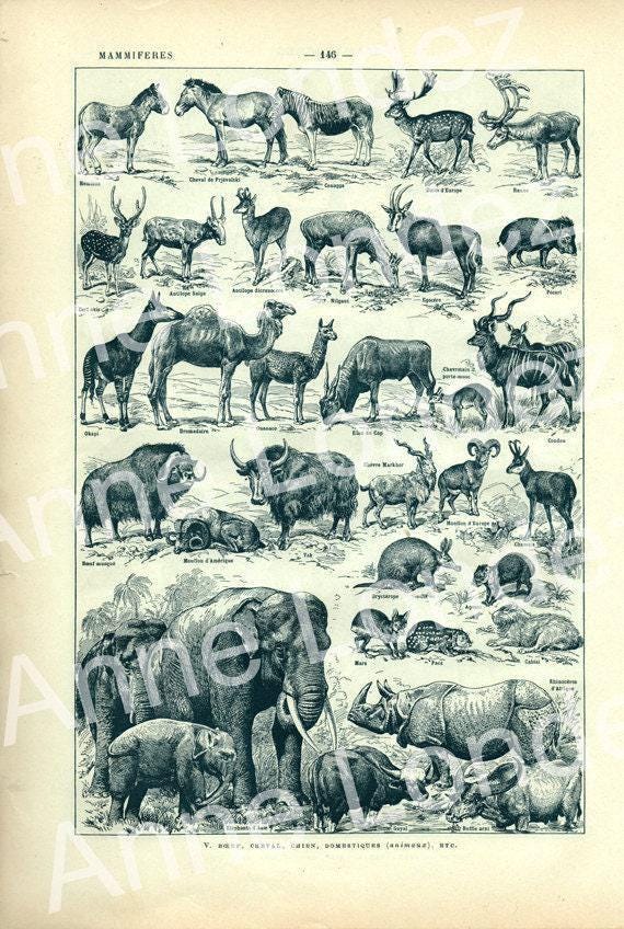 1922 Vintage Mammals Animal Poster. Small French Antique Animal