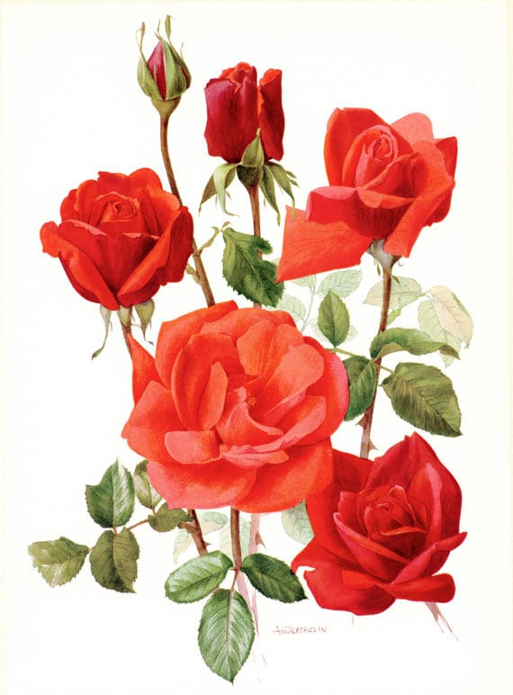Red Rose flower art, 1962 Vintage Botanical art, Soraya rose