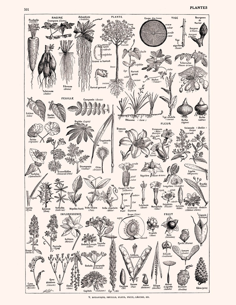 Digital collage sheet Printable Plant Art 8.5x11 inches Black and white botanical digital download Letter format print