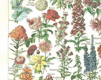 1948 Vintage botanical print for cottagecore grannycore floral home decor. Small cottage garden Flower poster gardener gift French country