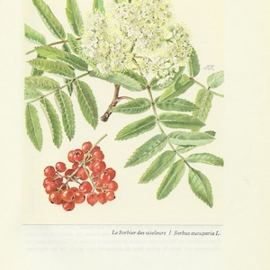 Rowan tree botanical print w/ flower & berries from 1959. Mountain ash Vintage botanical print forest woodland theme home decor Teacher gift image 1