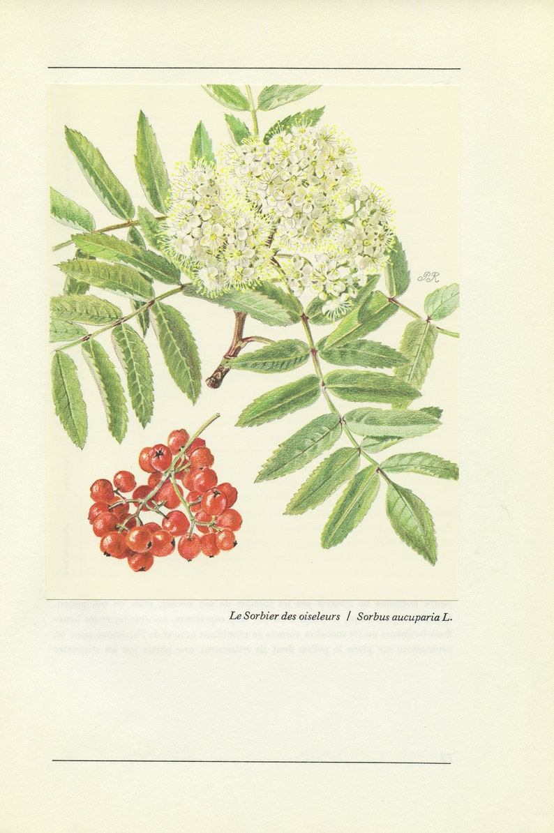 Rowan tree botanical print w/ flower & berries from 1959. Mountain ash Vintage botanical print forest woodland theme home decor Teacher gift image 1