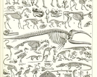 1936 Squelette vintage science biologie page de dictionnaire poster de sciences poster d anatomie poster de biologie