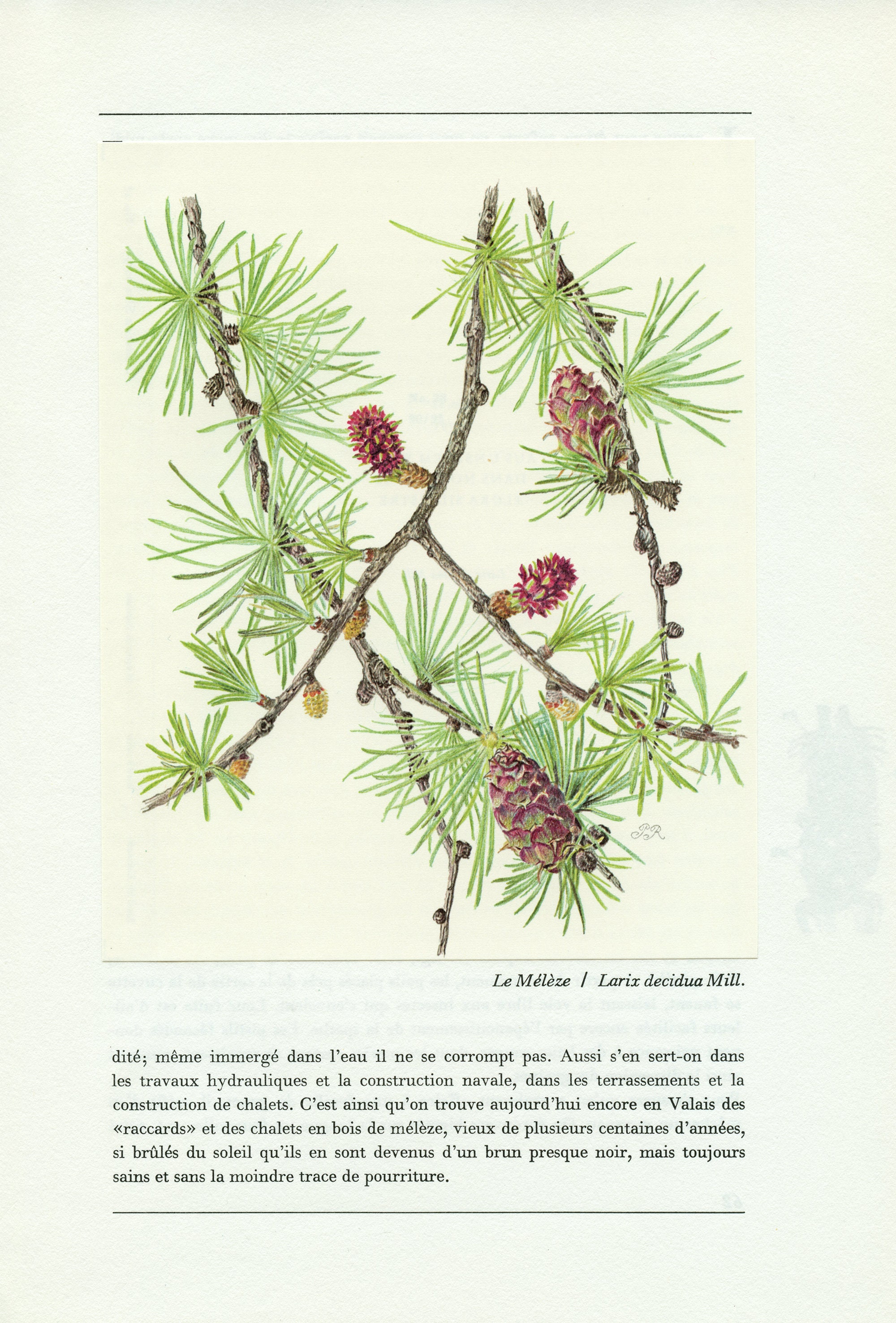 Illustration de Mélèze 1959 Pinus Silvestris. Petite Affiche d'arbre. Cadeau Pour Bûcheron. Décorati