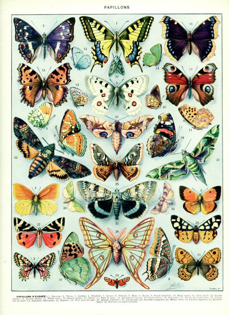 1932 Illustration de papillon vintage Poster de papillon Affiche de papillon Deco papillon Décoration papillon page de dictionnaire français image 1