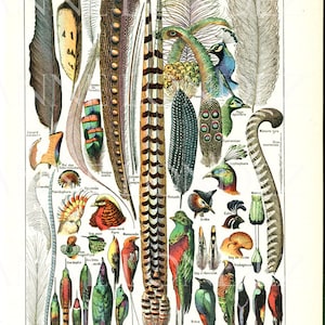 Feathers print Small feather poster 1948 Antique feathers print Vintage feathers art Feathers poster feathers decor Meteorolgy gift