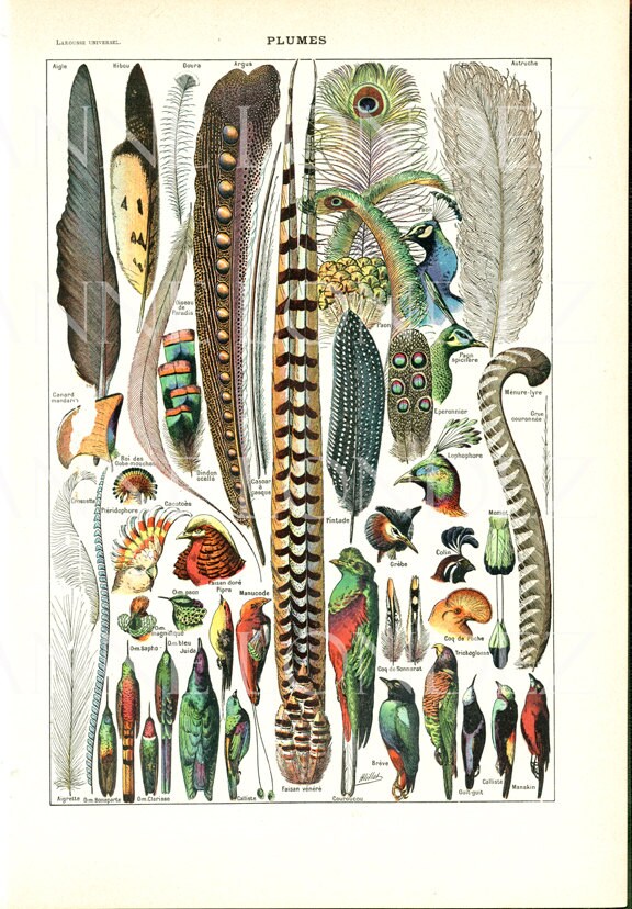 1949 Illustration de Plumes Ancienne Poster Déco Oiseaux Page Dictionnaire Français Cadeau Météorolo