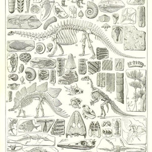 Paleontology print -1936 Vintage fossils gift- Dinosaur decor- Boys room decor Animal skeleton poster Anatomy art, gothic decor, halloween