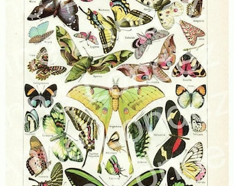 Printable butterfly chart, Butterflies natural history decor, Butterfly instant download, Butterfly printables, Digital paper collage sheet