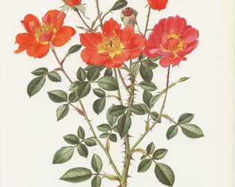 1985 Anna Ford Rose flower poster. Vintage botanical print, Orange rose print, botanical art, Foral home decor, French country decor