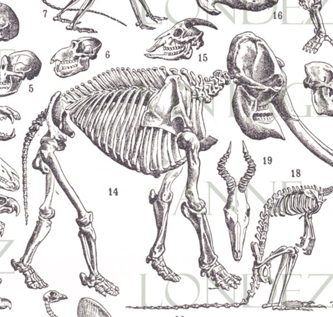 Skeleton Imageprint 1922 Vintage Printable Skeleton Print Vintage Skull Print - Etsy