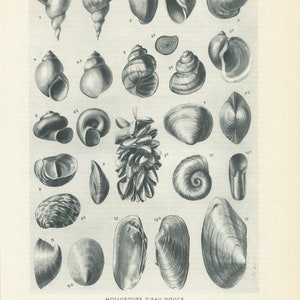 1949 Freshwater mollusks print. Small seashell poster. Black and white Marine decor. Animal art for beach decor. Lake decor Nautical biology