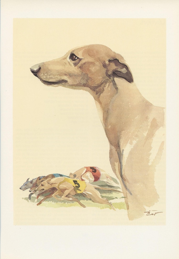 1975 Whippet dog print for vintage Dog home decor. Running dog art, gift for dog owner Racing Dog painting Small art