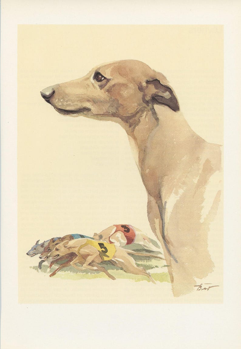 1975 Whippet dog print for vintage Dog home decor. Running dog art, gift for dog owner Racing Dog painting Small art imagen 1
