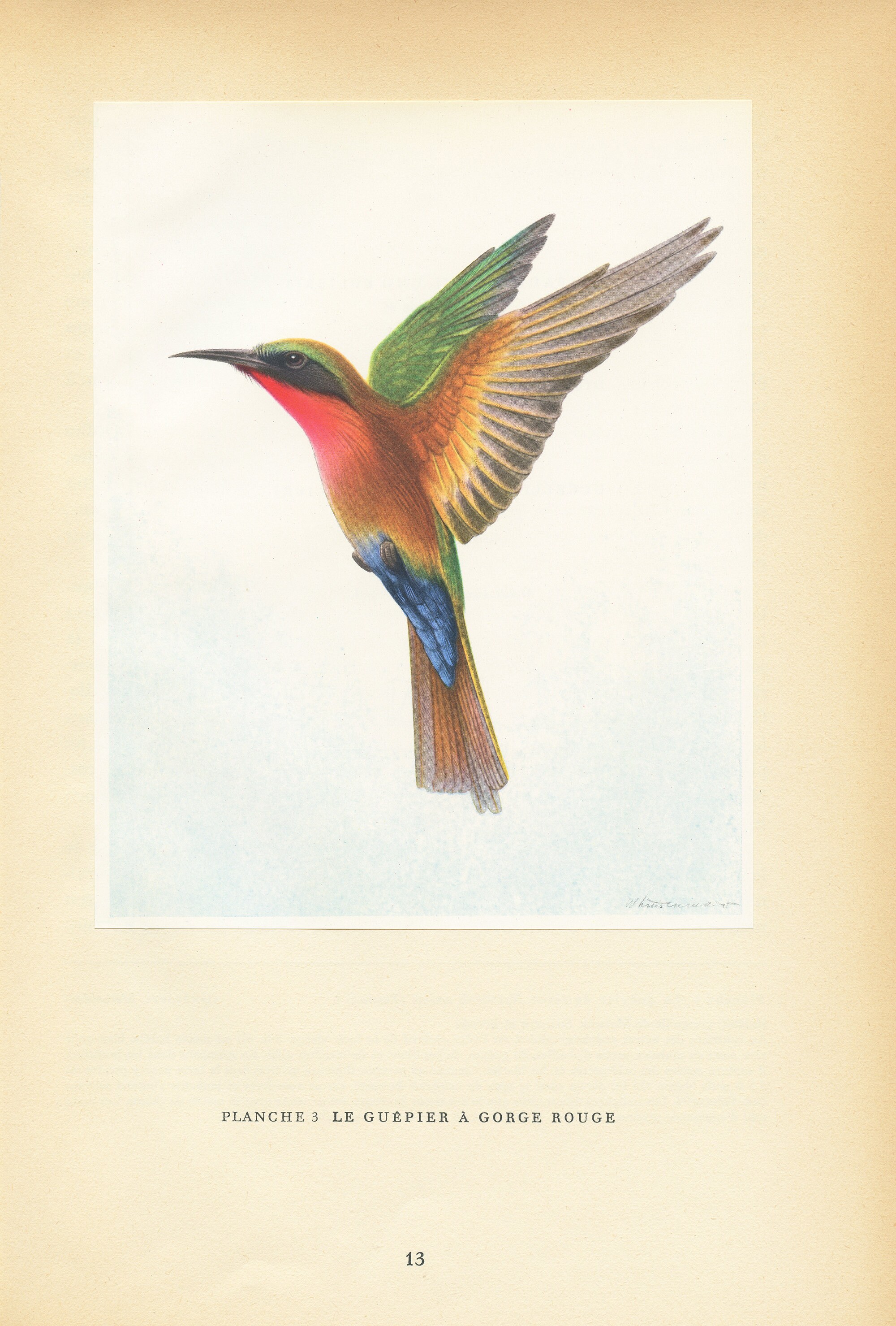 Illustration de Guêpier à Gorge Rouge 1961 Vintage. Illustration Rétro d'oiseau Tropical. Décoration