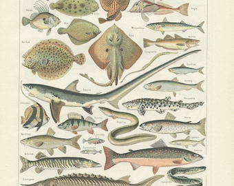 1922 Vintage fish poster for Kitchen decor. Fishing print for marine decor. Unframed wall decor. Fish gift for fisherman or cooking teacher