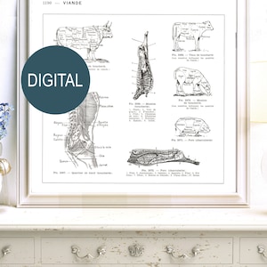 DIGITAL Large square French butcher cuts PNG Instant download. Cuts of beef pork  veal sheep mutton. Restaurant butcher chart kitchen decor