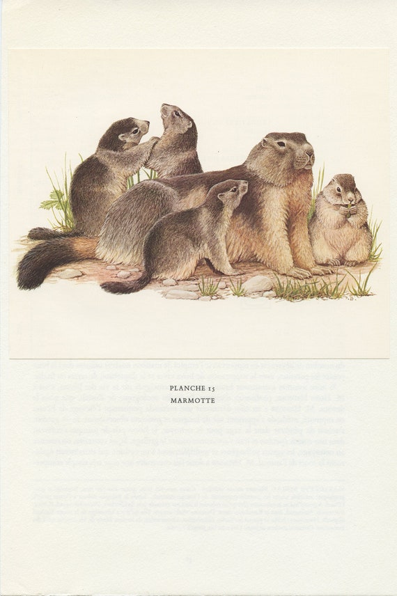 Vintage Alpine Marmot Animal Print From 1970. Small Vintage - Etsy Canada Vintage Alpine Marmot Animal Print From 1970. Small Vintage - Etsy Canada