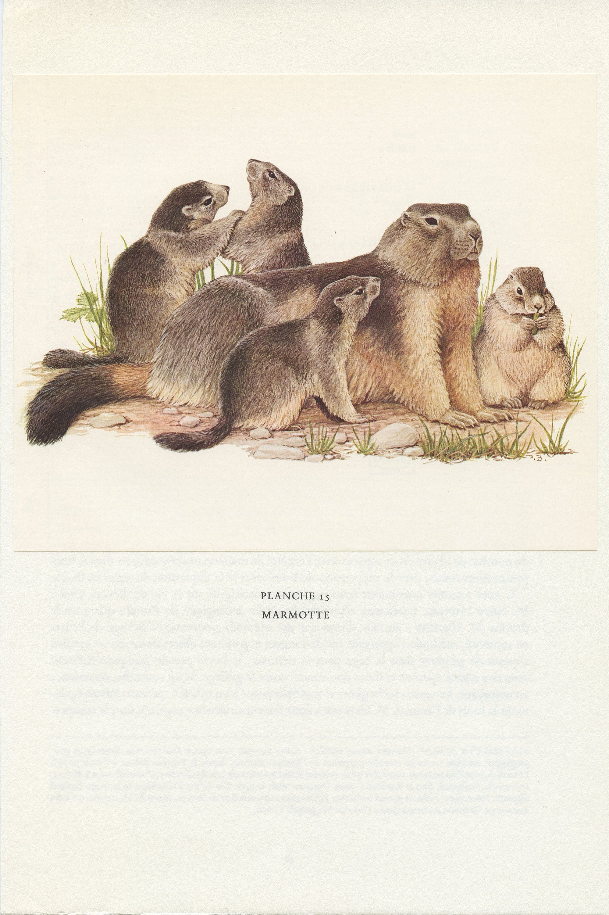 1970 Illustration Animalière de Marmotte Vintage. Petite Affiche Mammifère Rongeur Sauvage Des Alpes