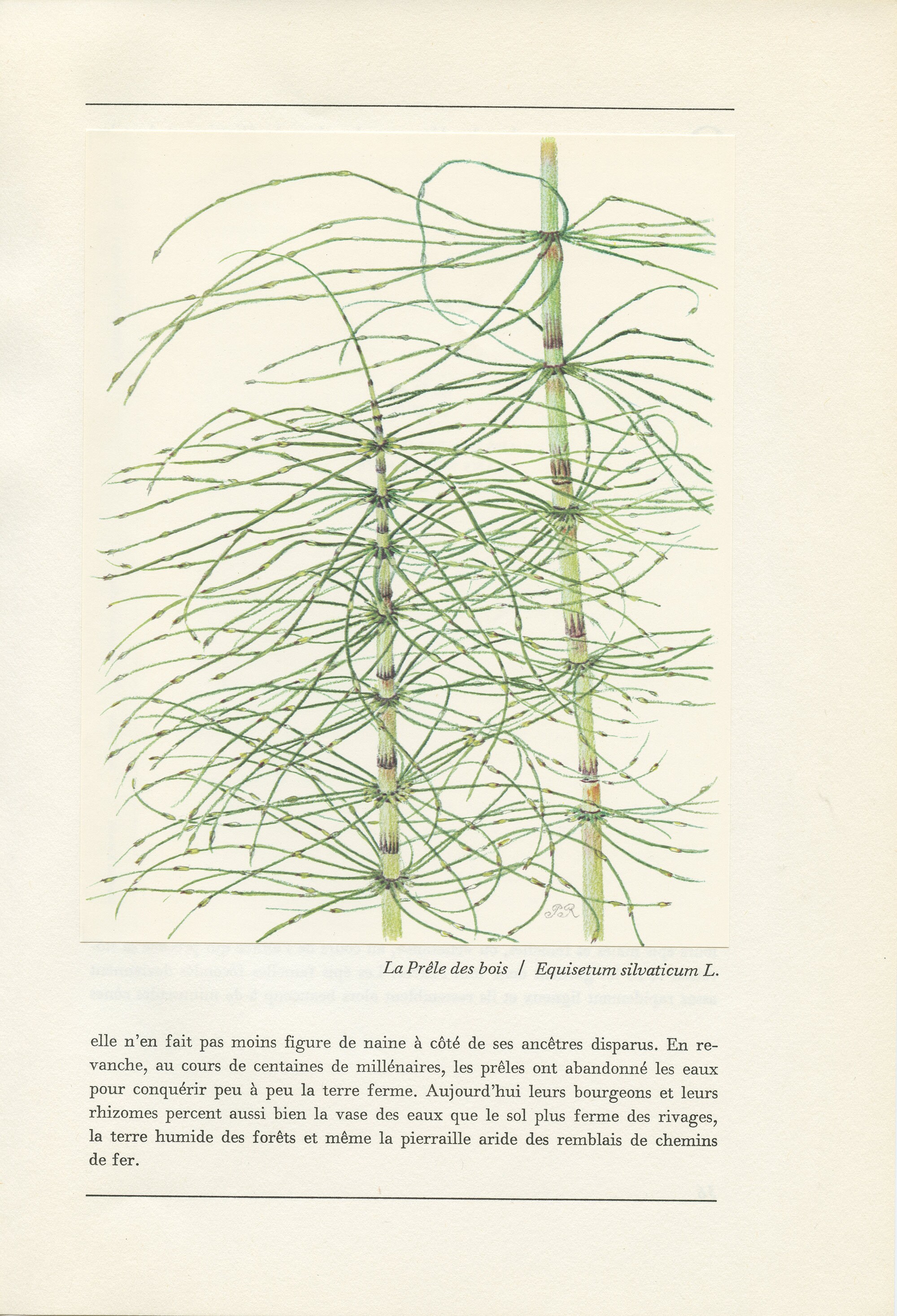 Illustration de Prêle Des Bois 1959. Petite Affiche Buisson. Décoration Botanique Bureau. Forêt Plan