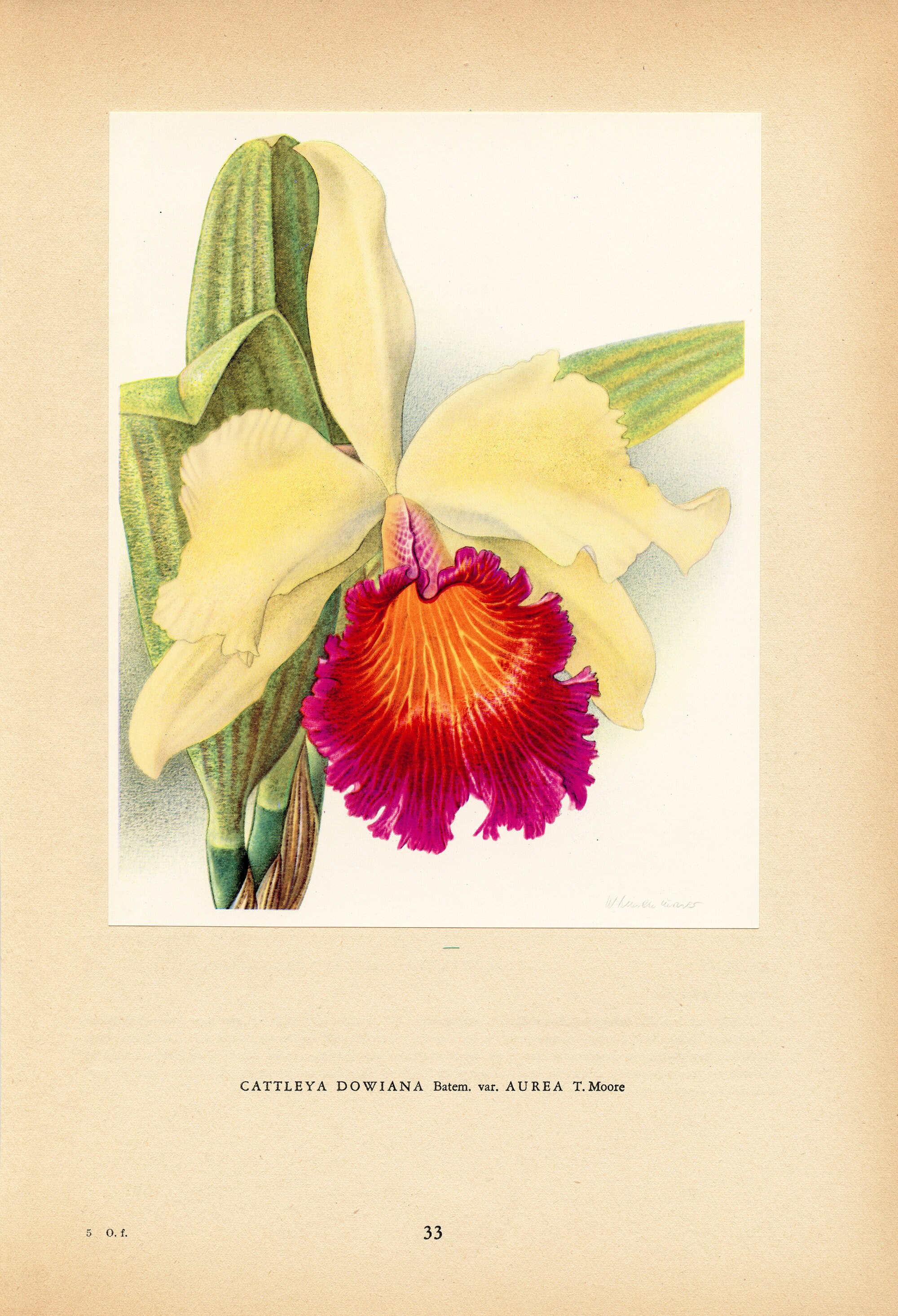 1953 Illustration d'orchidée Cattleya Dowiana Pour Décoration Florale. Cadeau Collectionneur Orchide