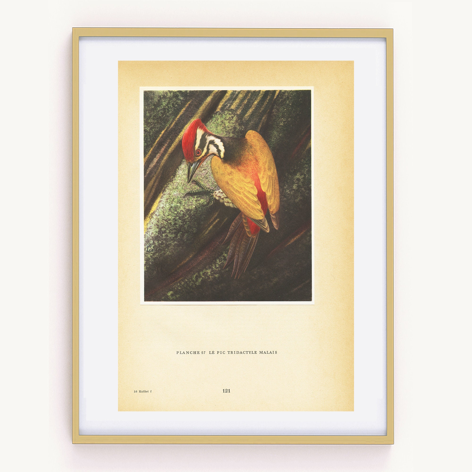 Illustration de Pic Tridactyle Malais Vintage 1961. Petite Affiche d'oiseaux Tropicaux. Décoration O