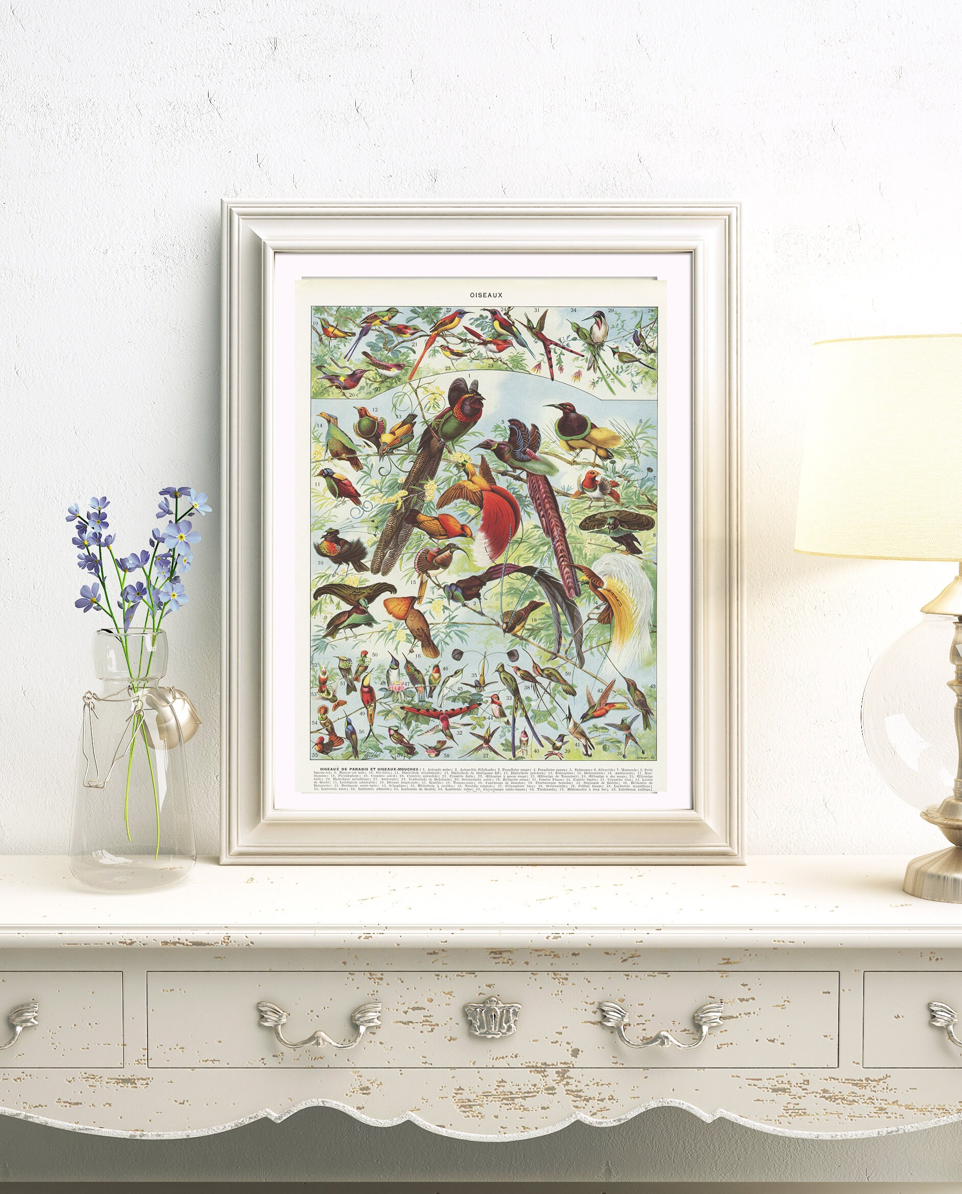 1936 Illustration d'oiseaux de Paradis & Oiseaux Mouches Vintage. Cadeau Ornithologie. Oiseaux Tropi