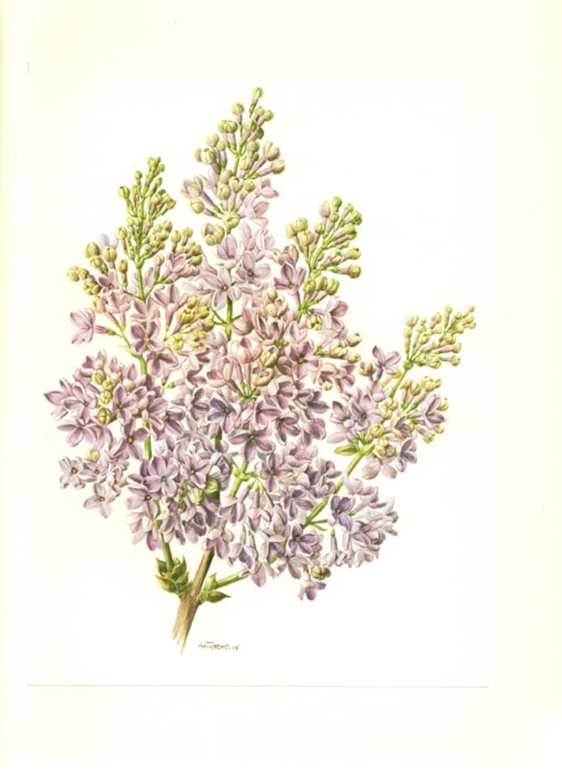 Purple Lilac Wall Art 1972 Vintage Lilacs Botanical Print. Etsy