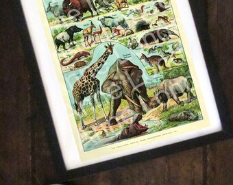 1922 Vintage Mammals Animal Poster. Small French Antique