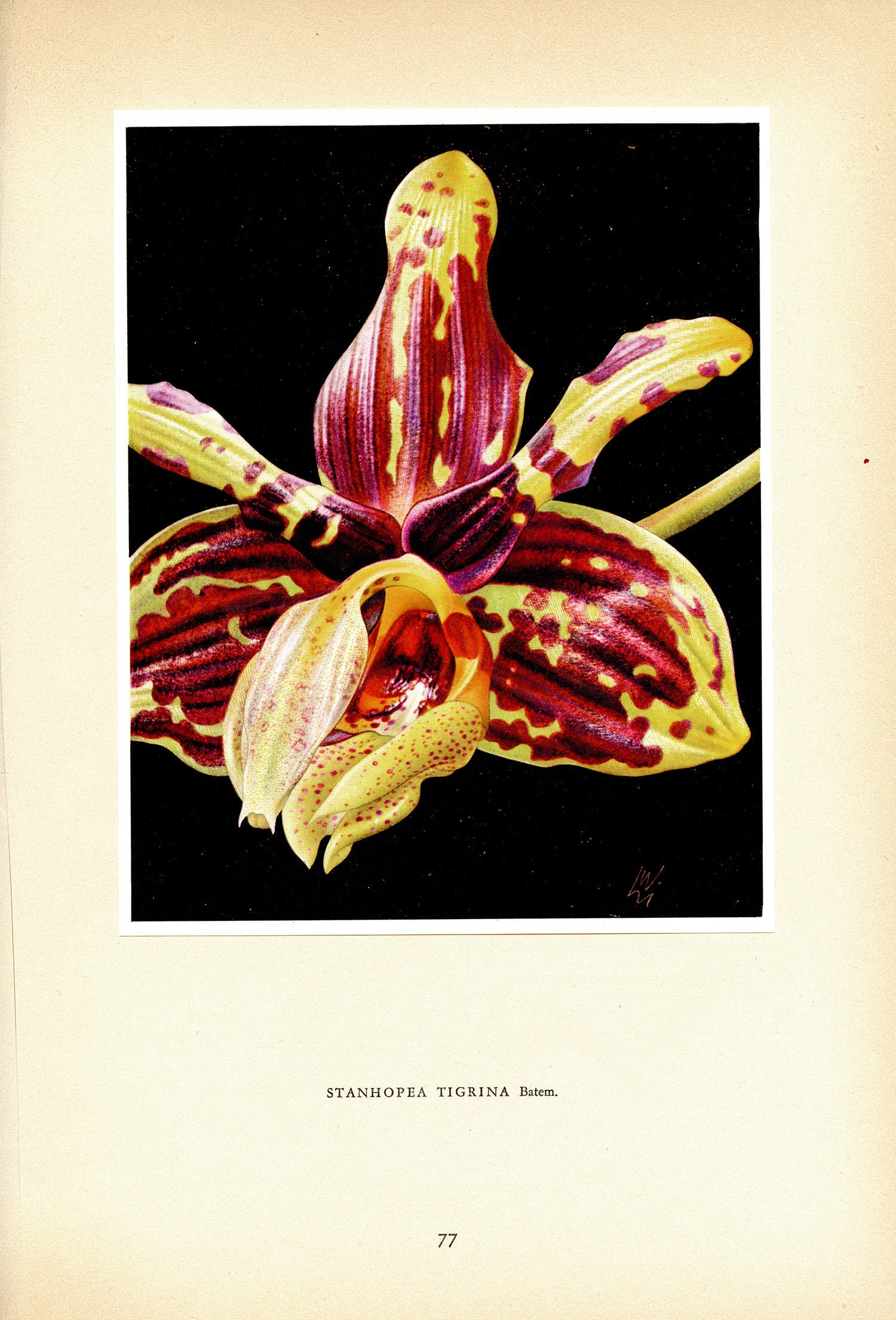 1953 Illustration d'orchidée Pourpre & Jaune Stanhopea Tigrina Pour Décoration Florale Cadeau Collec