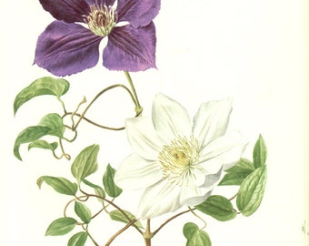 1972 Clematis print. Vintage French botanical art poster Floral home decor. French Country decor. Unframed Purple white flowers illustration