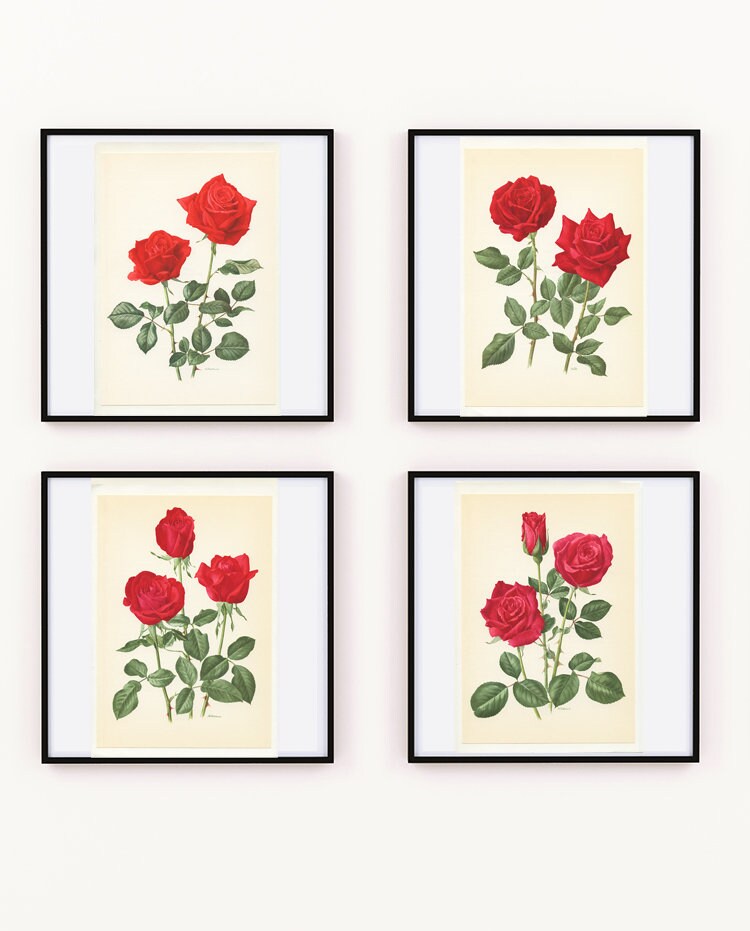 Lot De 4 Affiches Roses