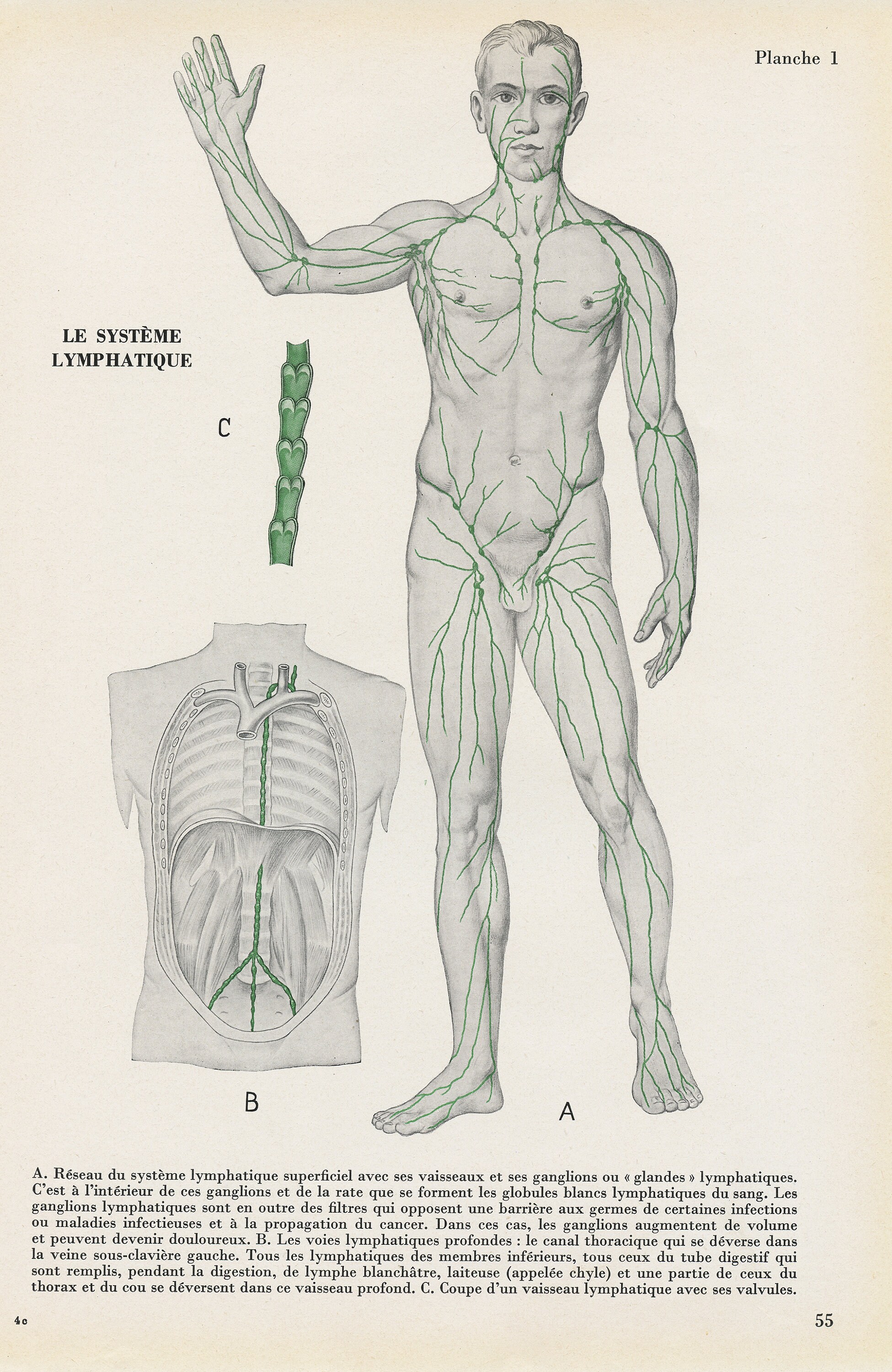Gravure Médicale Du Système Lymphatique Vintage de 1962. Illustration Médicale. Décoration Cabinet C