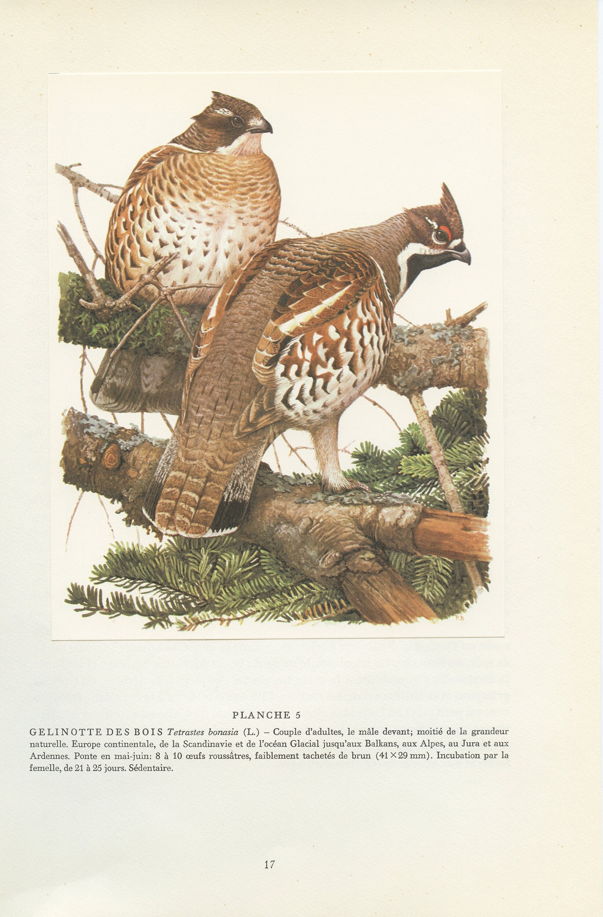 Gelinotte Des Bois 1960. Illustration d'oiseaux Vintage. Petite Affiche Ornithologie. Image Déco Ois
